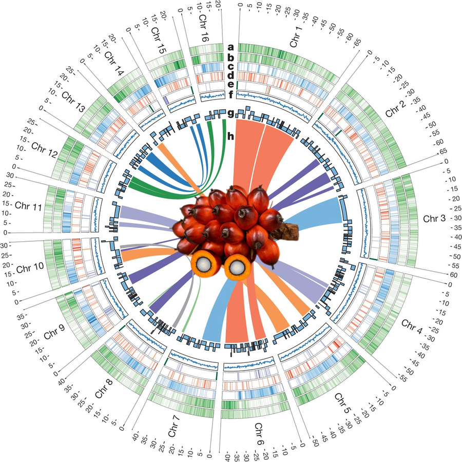 Oil palm circos genomics visualization