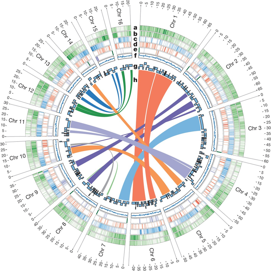 Palm genome circos plot